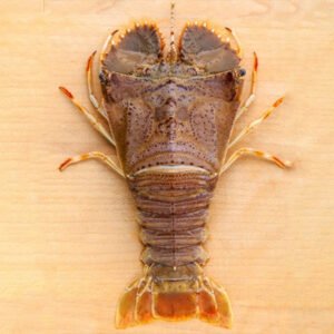 Sand Lobster / Slipper Lobster Frozen