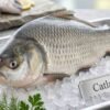 Fresh catla fish whole freshwater carp silver body display