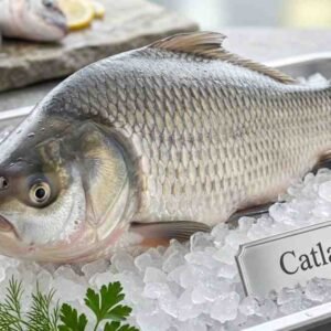 Fresh catla fish whole freshwater carp silver body display