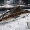 Fresh Cobia (كوبيا – Hamour King) whole fish on ice with firm body in UAE seafood market