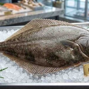 Fresh halibut fish whole flat body white flesh premium seafood