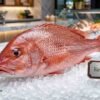 Fresh red snapper whole fish red skin premium seafood display