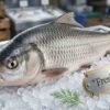 Fresh rohu fish whole body silver freshwater carp display
