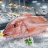 Close-up of Sultan Ibrahim fish showing red skin and fine texture