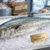Fresh Wild King Fish whole fish on ice with firm silver body in UAE seafood market