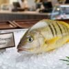 Fresh yellow snapper ready for grilling and baking seafood