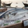 Fresh grey mullet fish with silver body and streamlined shape