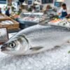 Fresh marine milkfish whole with shiny silver scales on display