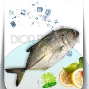 Silver Trevally