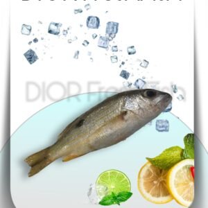 Yellow Snapper naisar