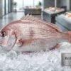 Fresh sea bream fish whole body silver scales seafood display
