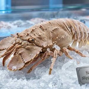 Fresh sand lobster slipper lobster raw seafood ready for cooking