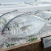 Silver Belly Fish fresh daily catch whole fish displayed on ice in UAE seafood market