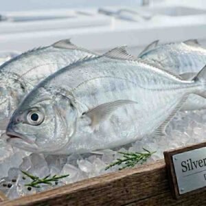 Silver Belly Fish fresh daily catch whole fish displayed on ice in UAE seafood market