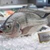 Fresh Tilapia Fish (بلطي) whole fish ready for cooking displayed on ice in UAE