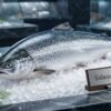 Fresh salmon fish fillet and whole fish ready for cooking