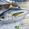 Fresh yellowfin tuna whole fish with metallic blue and yellow fins