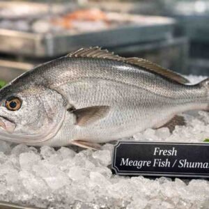 Fresh meagre fish whole silver body premium seafood display