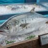 Fresh queen fish whole body silver elongated seafood display