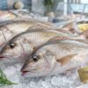 Fresh yanam fish ready for frying grilling and cooking