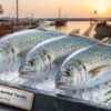 Fresh yellow spotted trevally whole fish with silver body and yellow spots