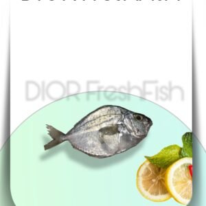 Silver Belly Fish – Fresh Daily Catch