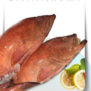 Red Snapper