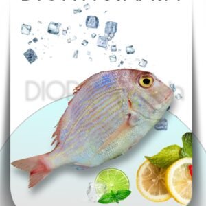 Red Sea Bream