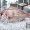 Fresh red sea bream سي بريم أحمر whole fish ready for cooking