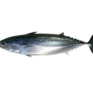 Black Tuna