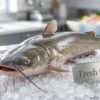 Fresh Catfish