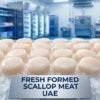 Fresh-Formed-scallop-meat-UAE