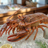 Fresh-Omani-Rock-Lobster