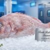 Fresh-Red-Seabream-Frozen-UAE