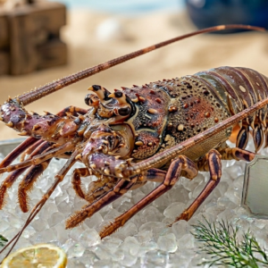 Fresh Slipper Lobster