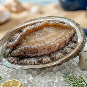 Fresh Whole Shell Abalone