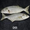 Buy Taqwa Fish in Dubai, UAE