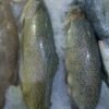 Irani Salmon UAE