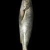 Loaibi Fish UAE