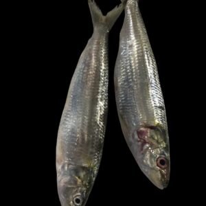 Fresh Big Sardines UAE
