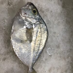Mulan Fish UAE