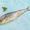 Mahi Mahi Fish UAE