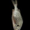 Nagroor Fish UAE