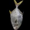 Pompano Fish UAE
