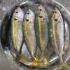 Shani Mol Fish UAE