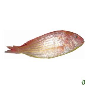 Sultan Ibrahim