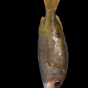 Naisar Fish UAE