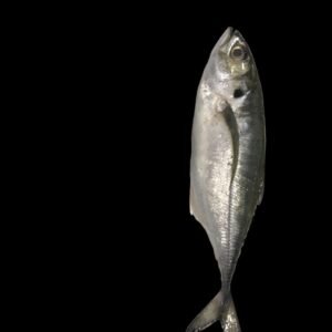 fresh Diyao Fish UAE